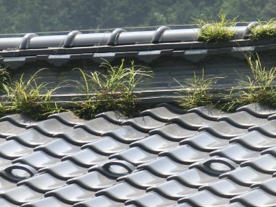 瓦の隙間から草が生えている