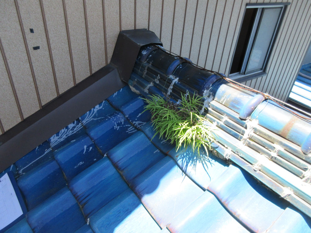 棟まわりに草が発生